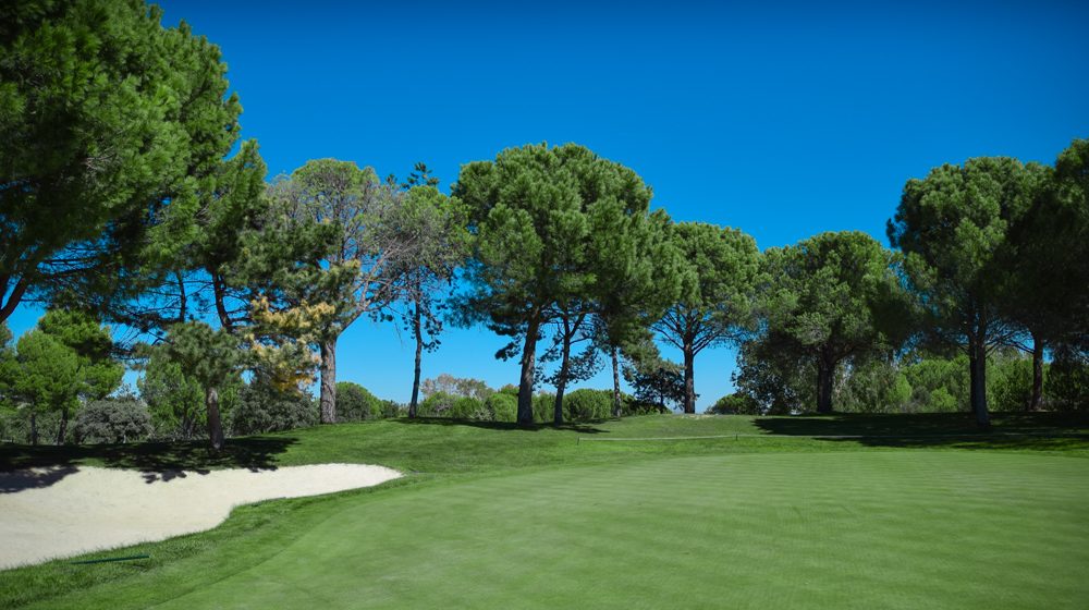 Fairway and pines at Real Club La Moraleja, Madrid